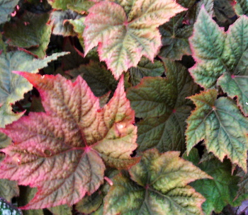 B. ‘Valor’